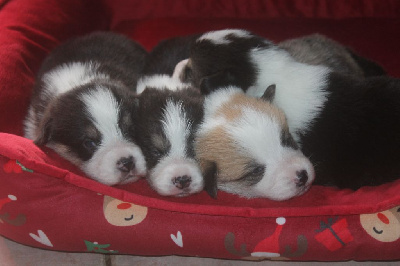 CHIOT