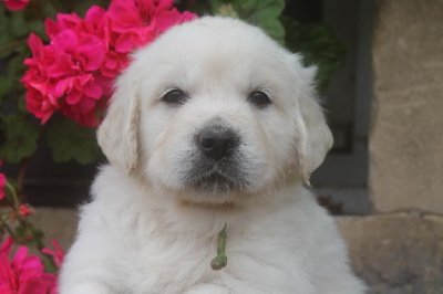 CHIOT vert T  CHARLIE
