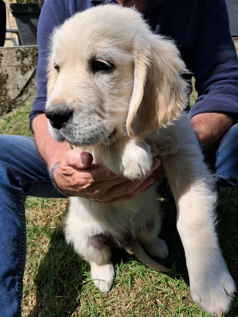 de la Ferme du Rotour - Chiots disponibles - Golden Retriever