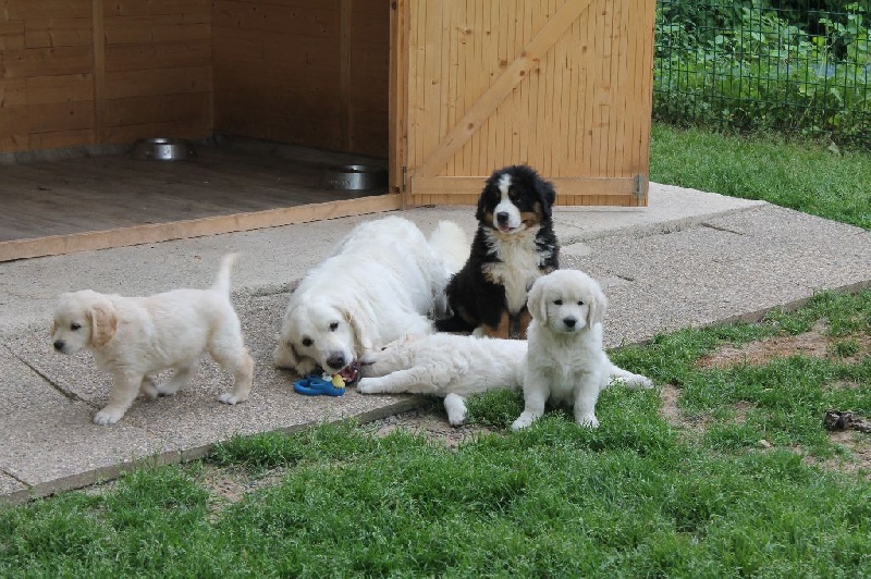 de la Ferme du Rotour - Golden Retriever - Portée née le 29/05/2016