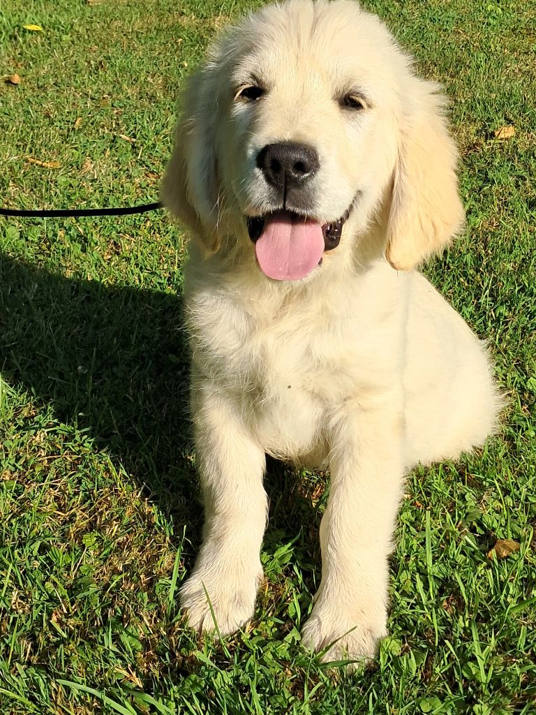 de la Ferme du Rotour - Chiots disponibles - Golden Retriever