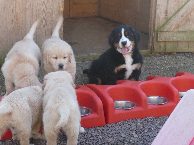 de la Ferme du Rotour - Bouvier Bernois - Portée née le 05/12/2010