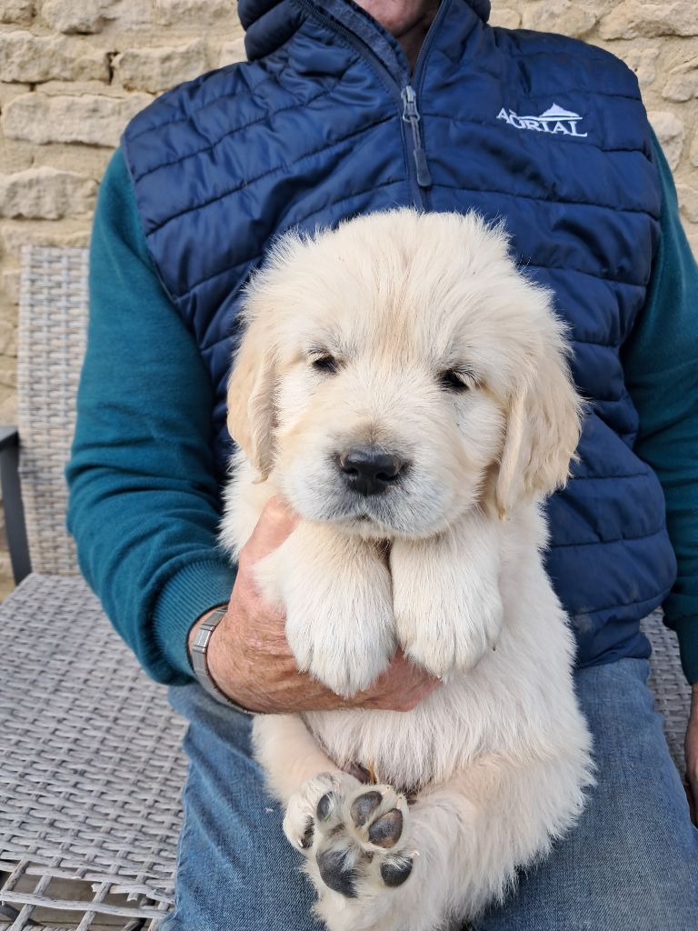 de la Ferme du Rotour - Chiots disponibles - Golden Retriever