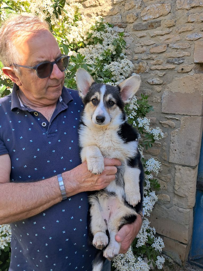 de la Ferme du Rotour - Chiots disponibles - Welsh Corgi Pembroke