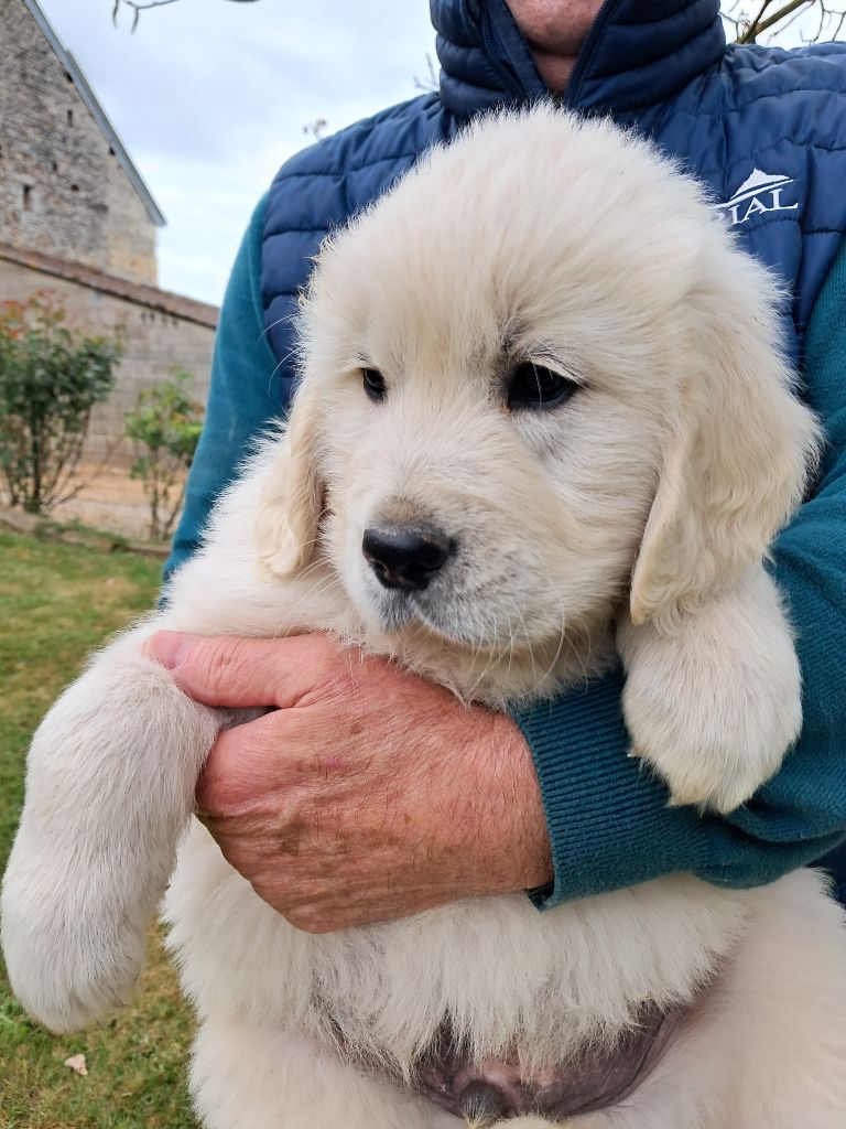 de la Ferme du Rotour - Golden Retriever - Portée née le 17/03/2025