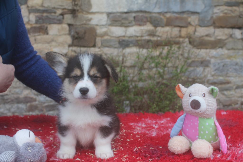 de la Ferme du Rotour - Welsh Corgi Pembroke - Portée née le 31/12/2023