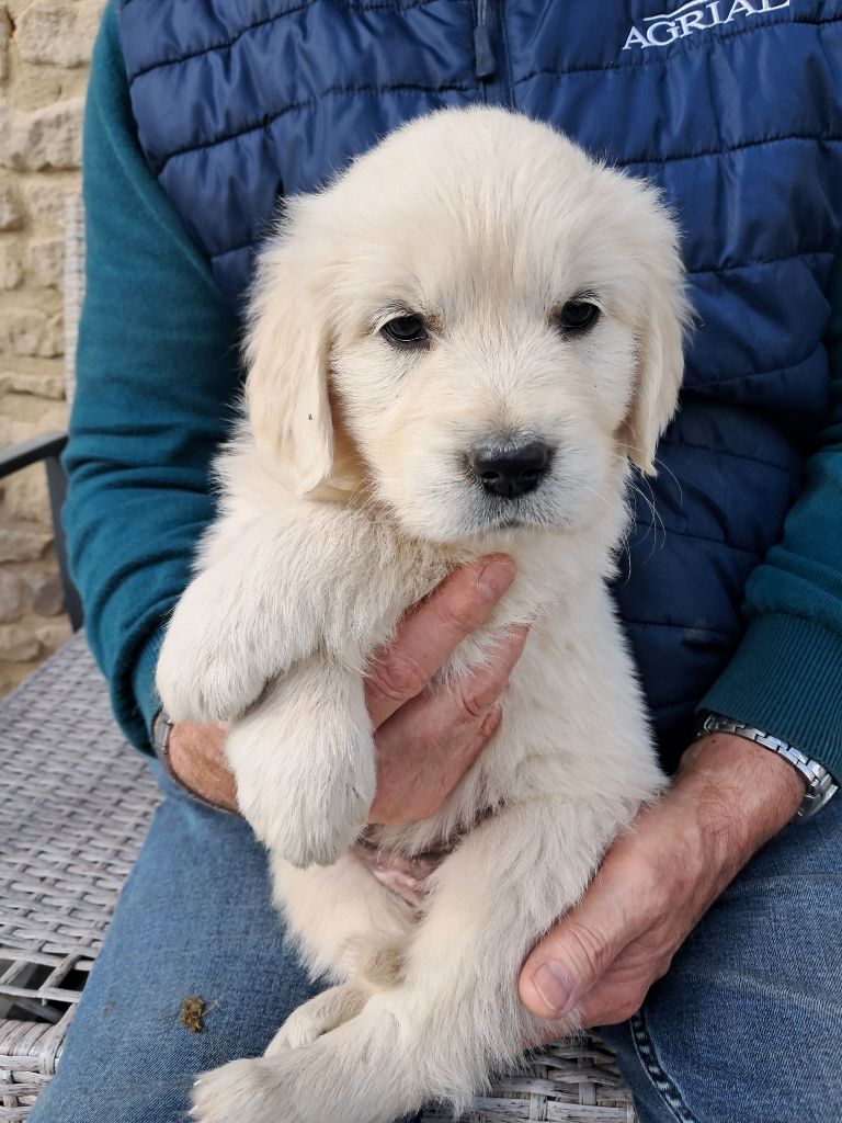 de la Ferme du Rotour - Chiots disponibles - Golden Retriever