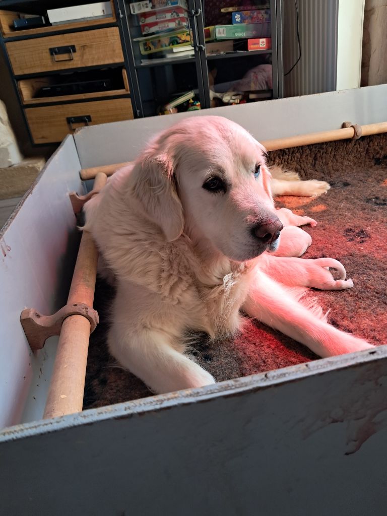 de la Ferme du Rotour - Chiots disponibles - Golden Retriever