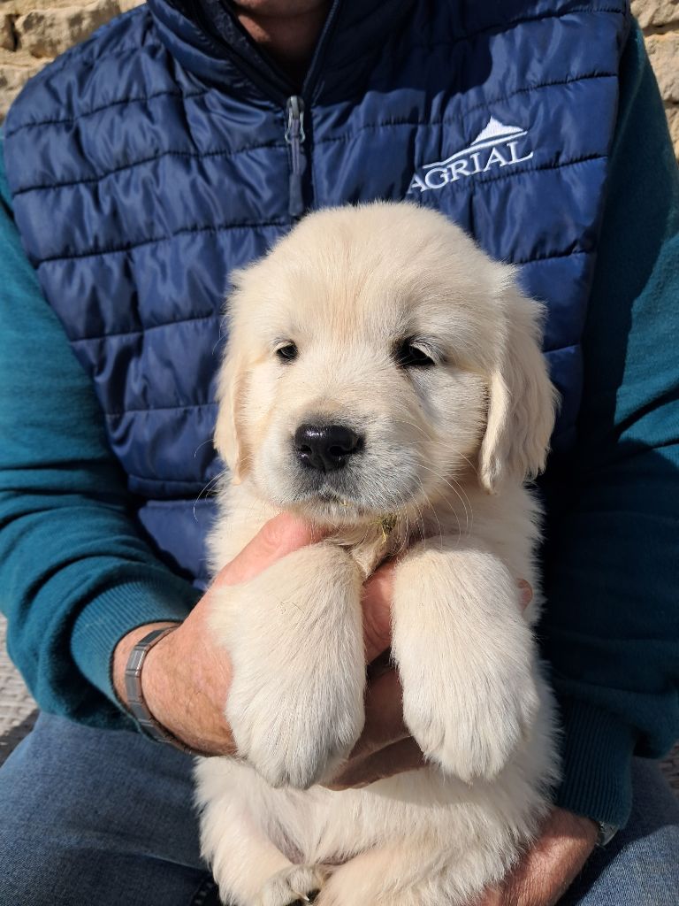 de la Ferme du Rotour - Chiots disponibles - Golden Retriever