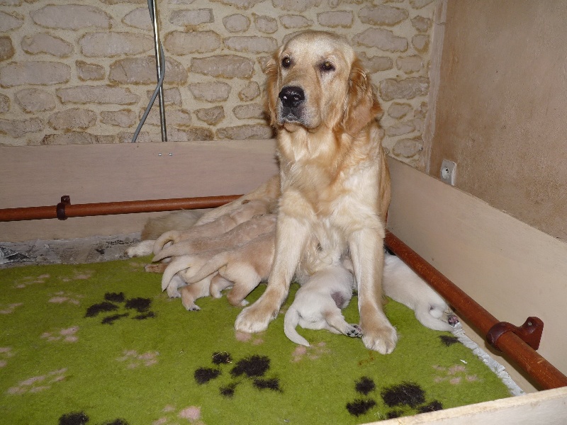 de la Ferme du Rotour - Golden Retriever - Portée née le 20/08/2009
