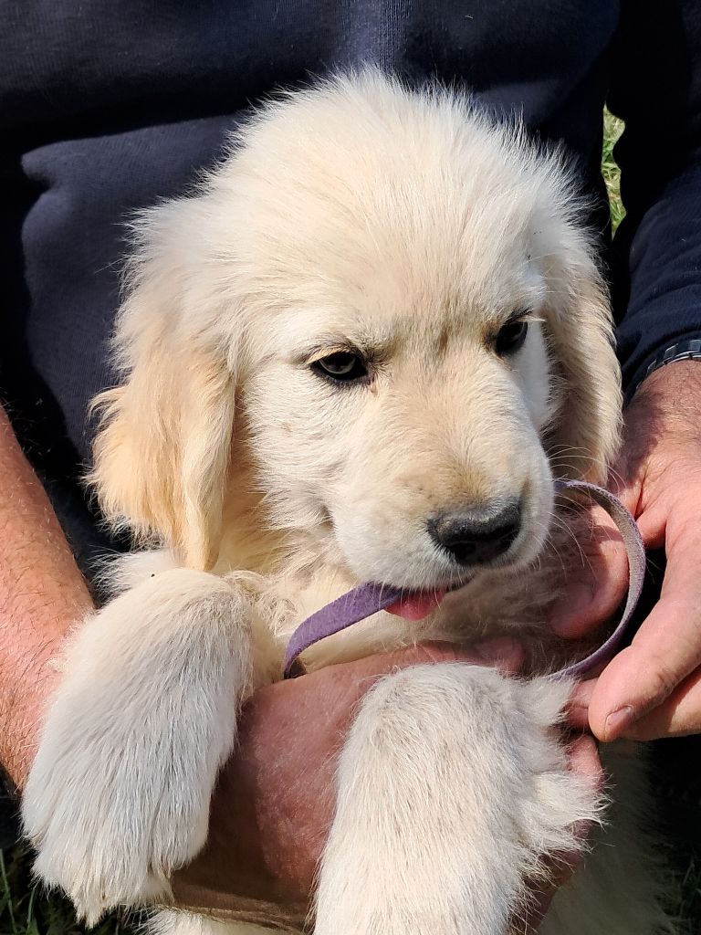 de la Ferme du Rotour - Chiots disponibles - Golden Retriever