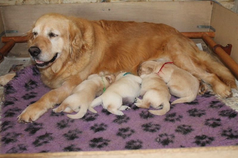 de la Ferme du Rotour - Golden Retriever - Portée née le 12/09/2014