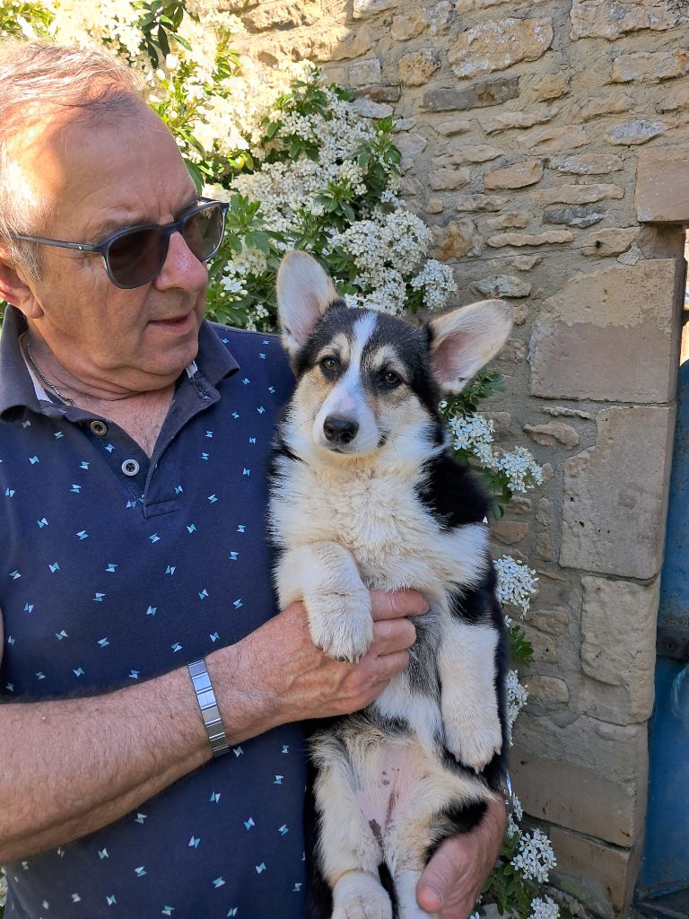Chiot Welsh Corgi Pembroke de la Ferme du Rotour