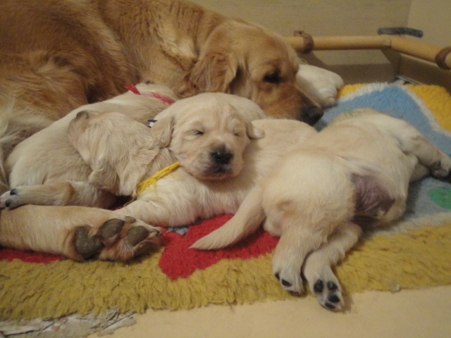 de la Ferme du Rotour - Golden Retriever - Portée née le 04/02/2013